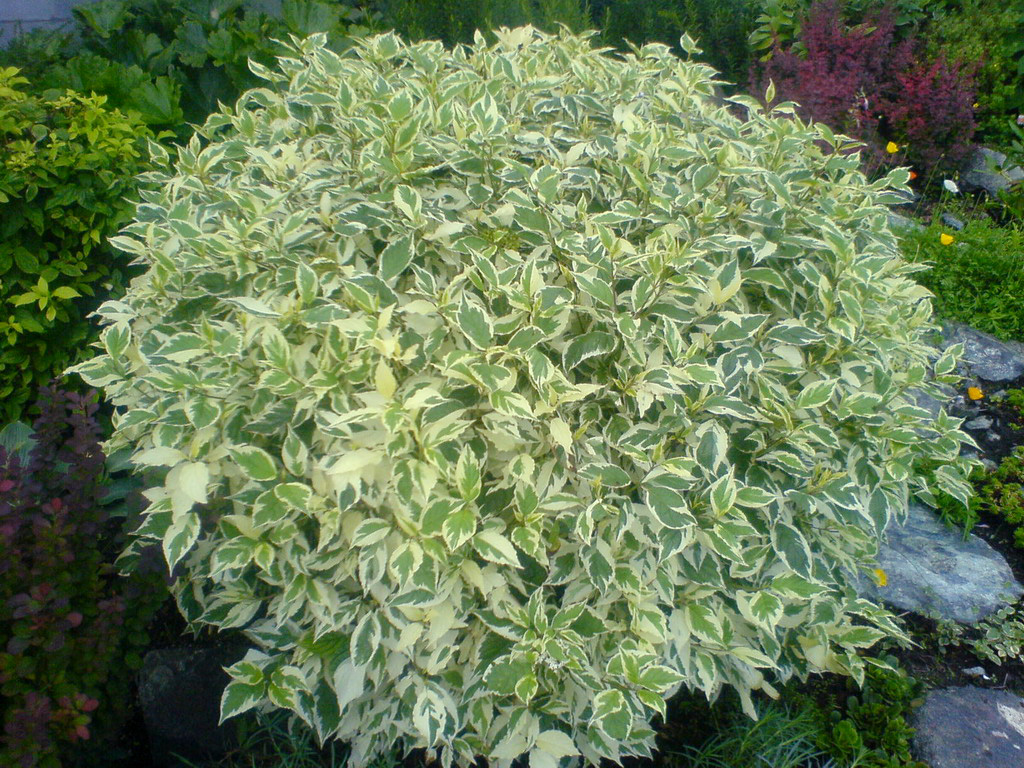Cornus-alba-Elegantissima