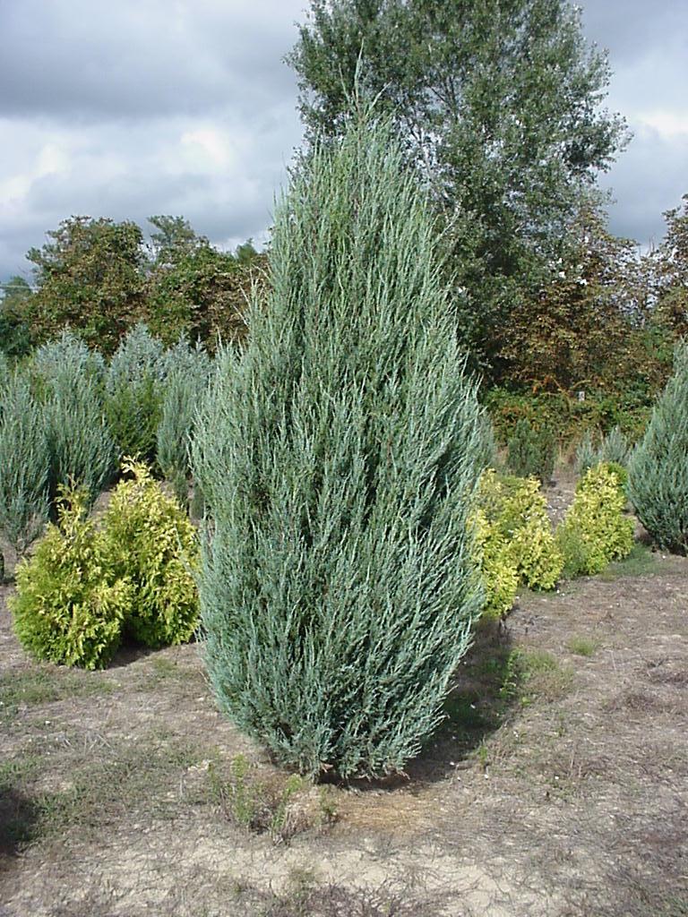 Juniperus scopulorum Skyrocket