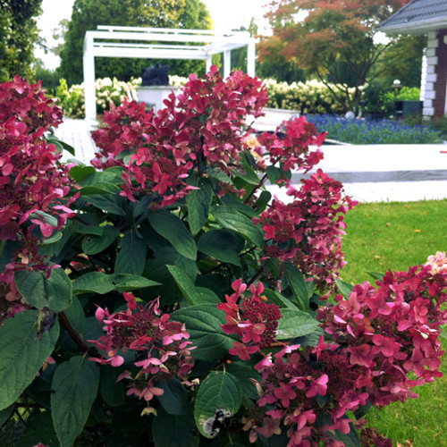 hydrangea_wims_red